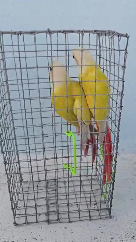 Sun Cheek Conure, farm video