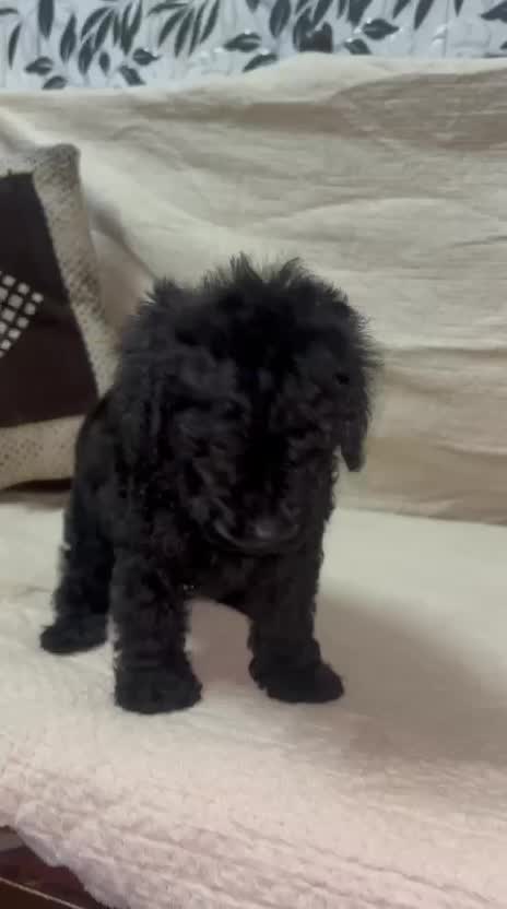 Toy Poodle Puppy, farm video