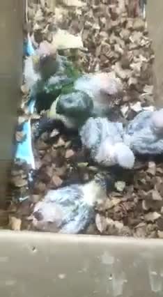 Sun Conure, farm video