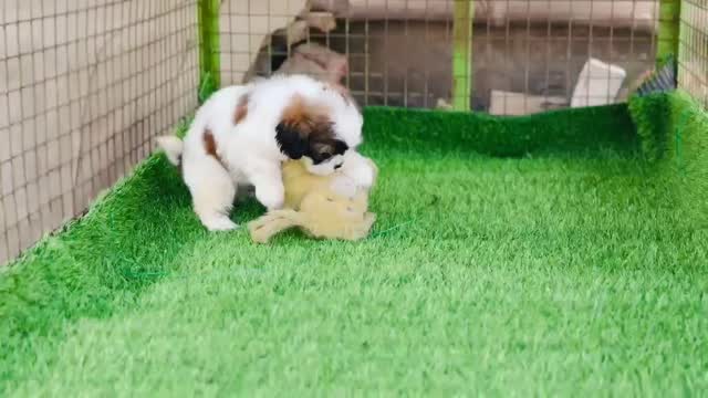 Shih Tzu | Black Color, farm video