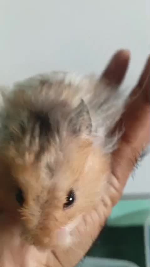 Dwarf Hamster Babies | Adults, farm video