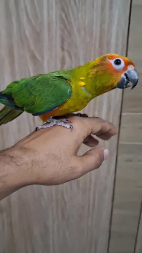 Sun Conure, farm video