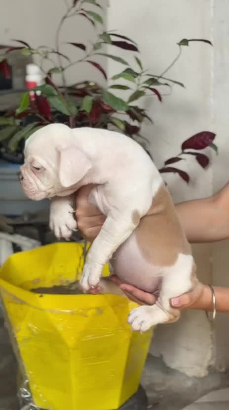 Persian, farm video