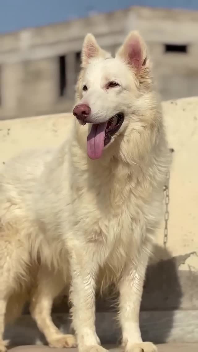 German Shepherd Puppy, farm video