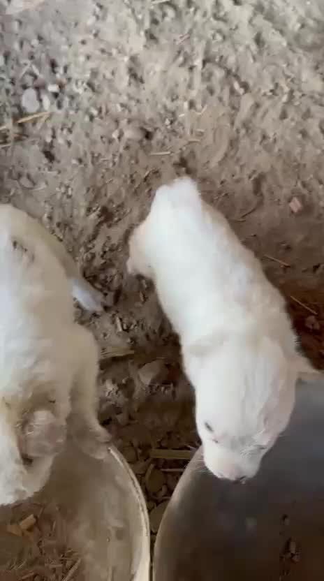 Pomeranian Puppy, farm video