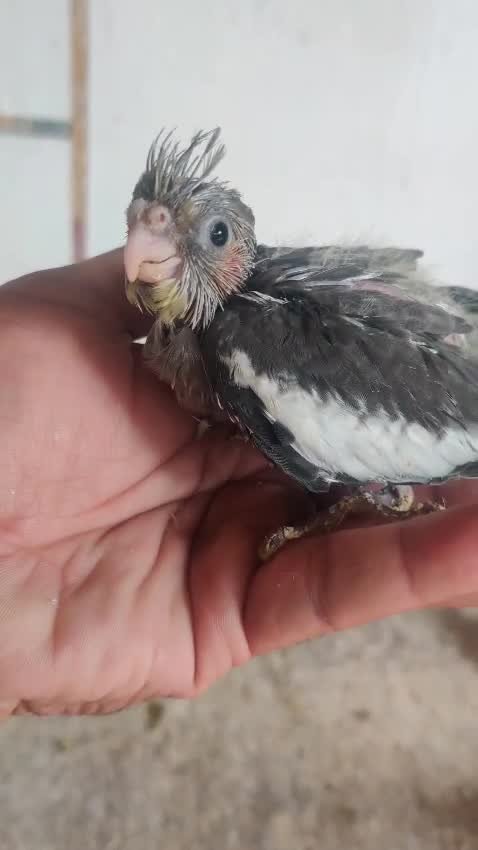 Cockatiel, farm video