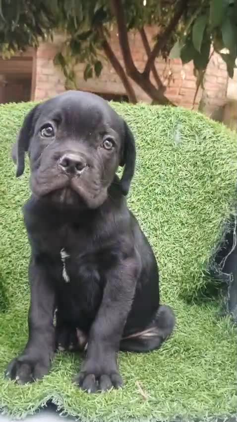 Cane Corso Puppy, farm video