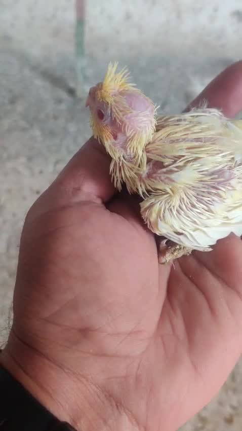 Cockatiel, farm video