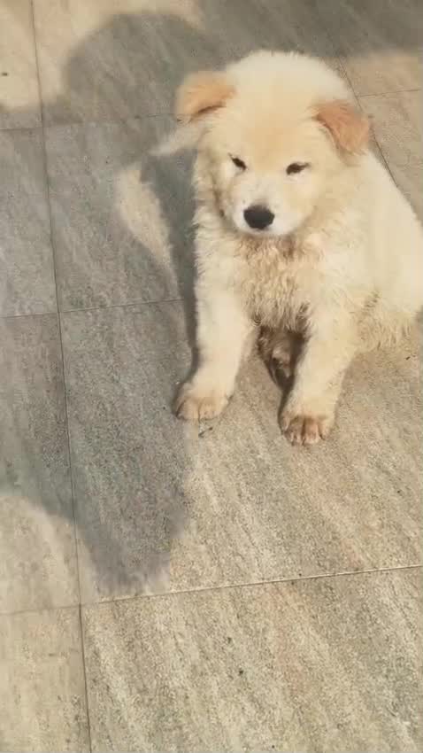 Chow Chow Puppies, farm video