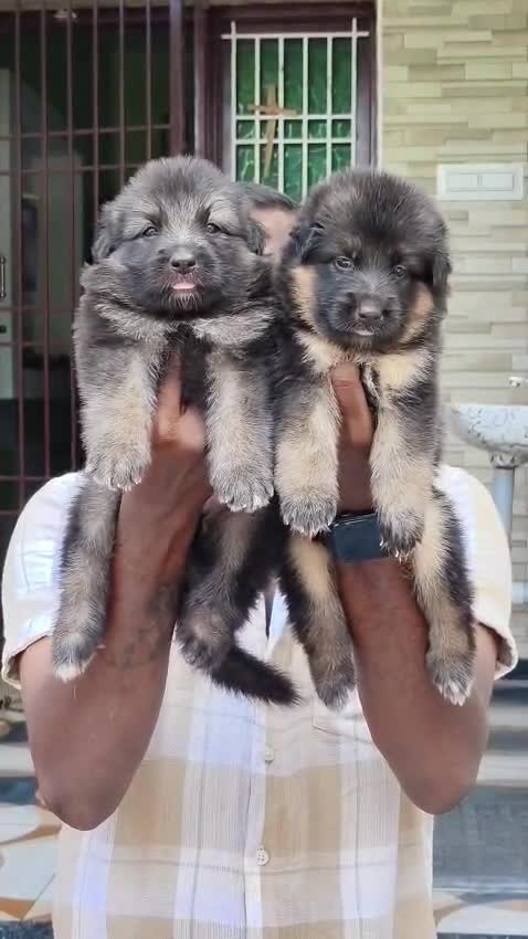 German Shepherd Puppy, farm video