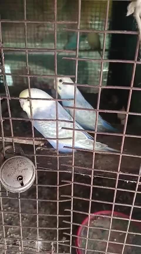 African Love Birds, farm video