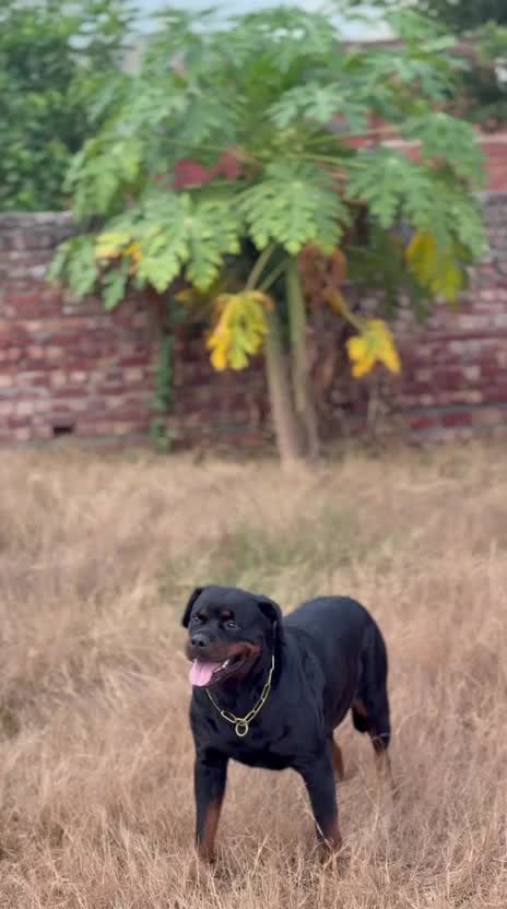 Rottweiler Puppy, farm video