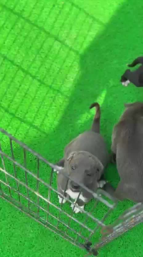 Greyhound Puppy, farm video