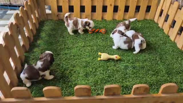 Shih Tzu | Black Color, farm video