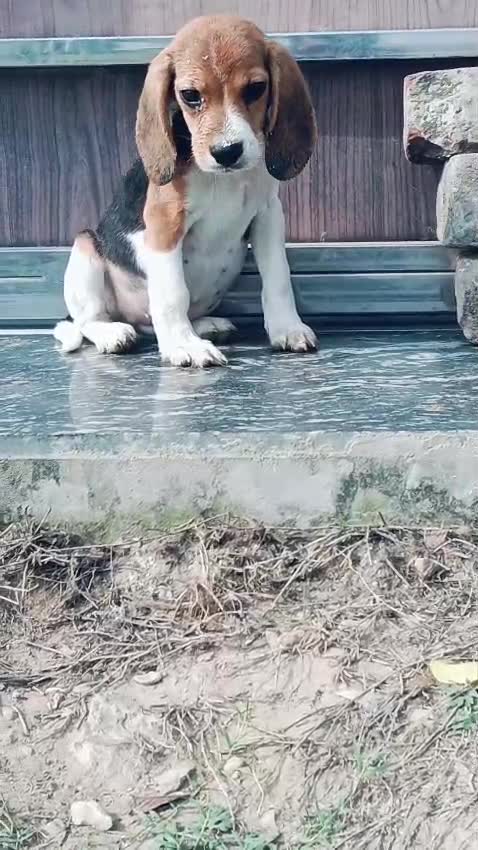 Beagle Black & Tan Puppy, farm video