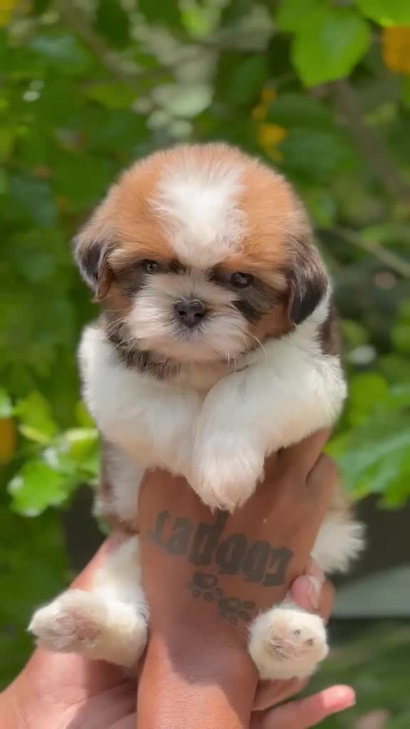 Shih Tzu | Black Color, farm video