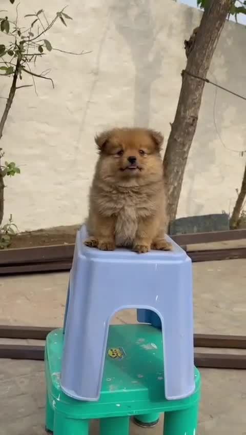 Pomeranian Puppy, farm video