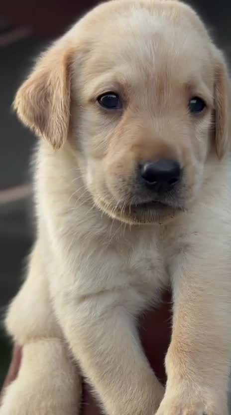 Beagle Black & Tan Puppy, farm video