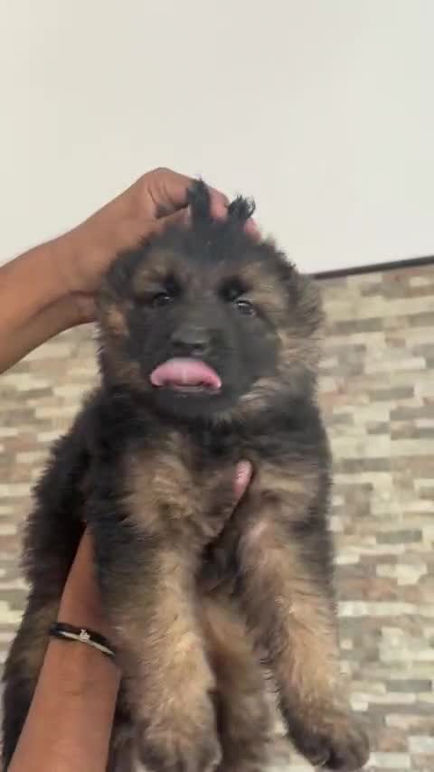 German Shepherd Puppy, farm video