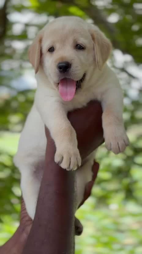 Beagle Black & Tan Puppy, farm video