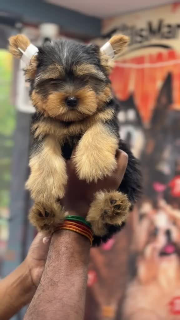 Pitbull Terrier Puppy, farm video