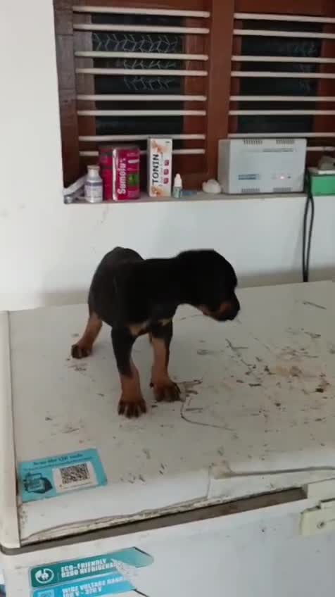 Doberman Pinscher Puppy, farm video
