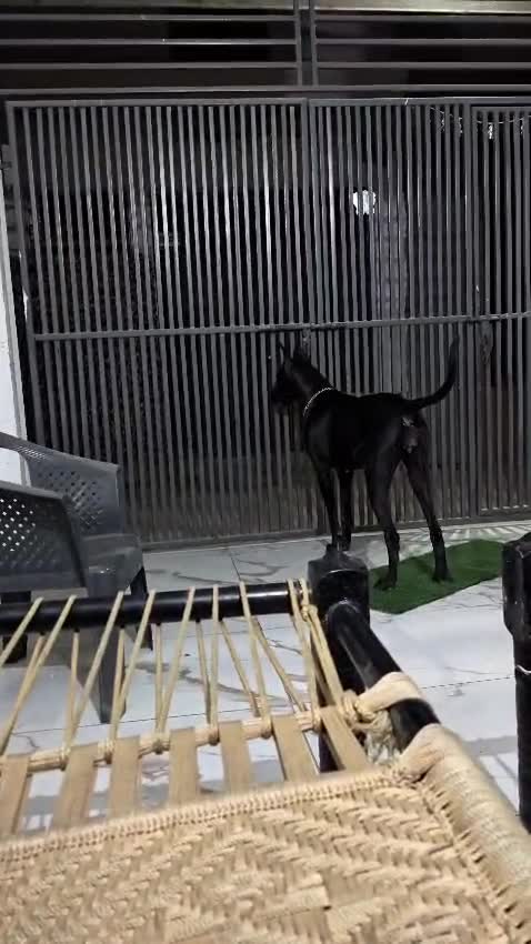 Great Dane Puppy, farm video