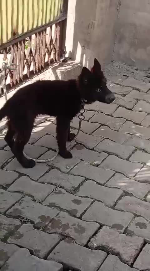 German Shepherd Puppy, farm video