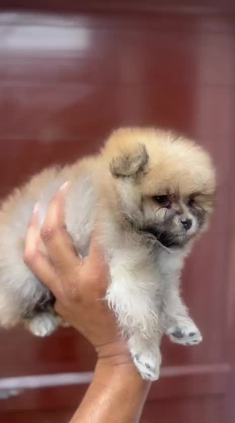 Pomeranian Puppy, farm video