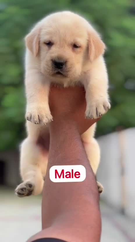 Beagle Black & Tan Puppy, farm video