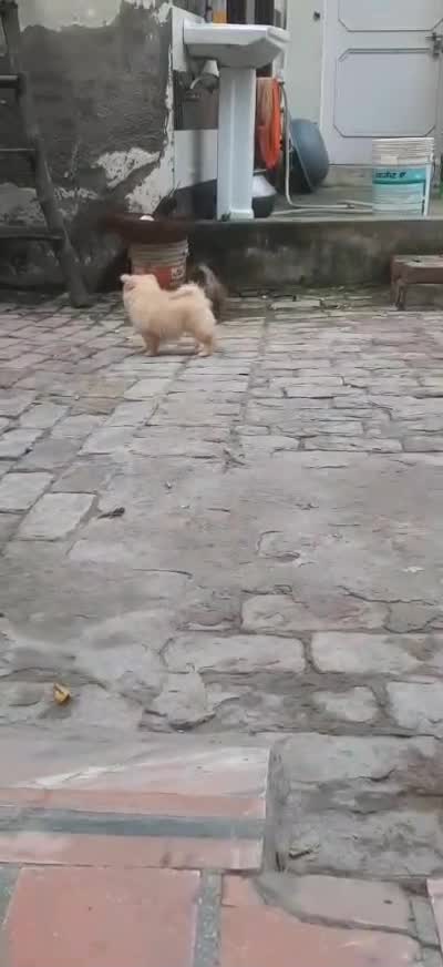 Pomeranian Puppy, farm video