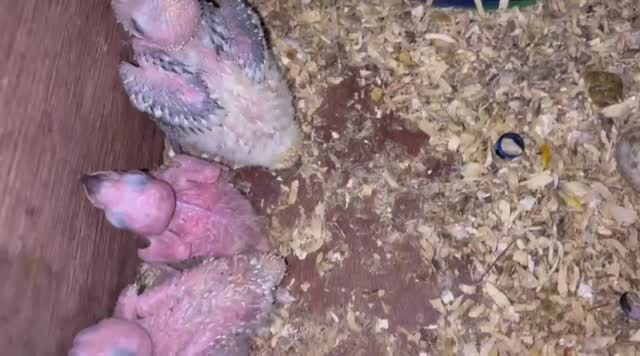 Sun Conure, farm video