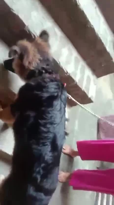 German Shepherd Puppy, farm video