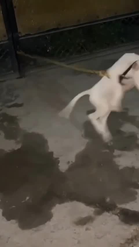 American Bully Pocket Size Puppy, farm video