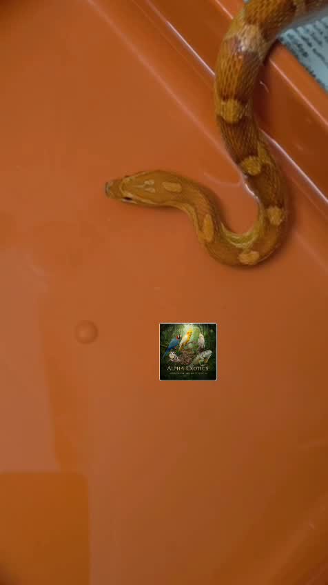 Corn Snake, farm video
