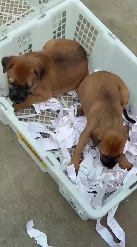 Kombai Puppy, farm video