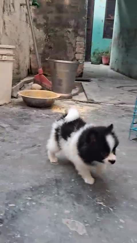 Pomeranian Puppy, farm video