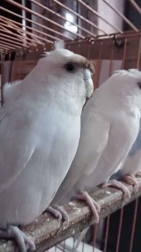 Hogoromo Budgies, farm video