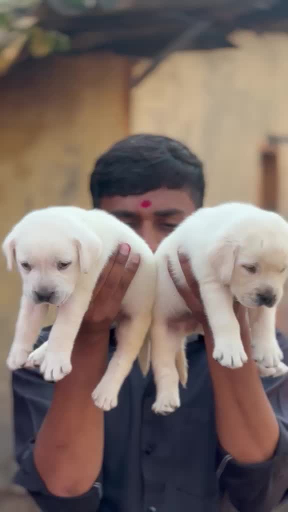 Beagle Black & Tan Puppy, farm video