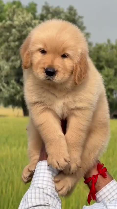 Golden Retriever, farm video