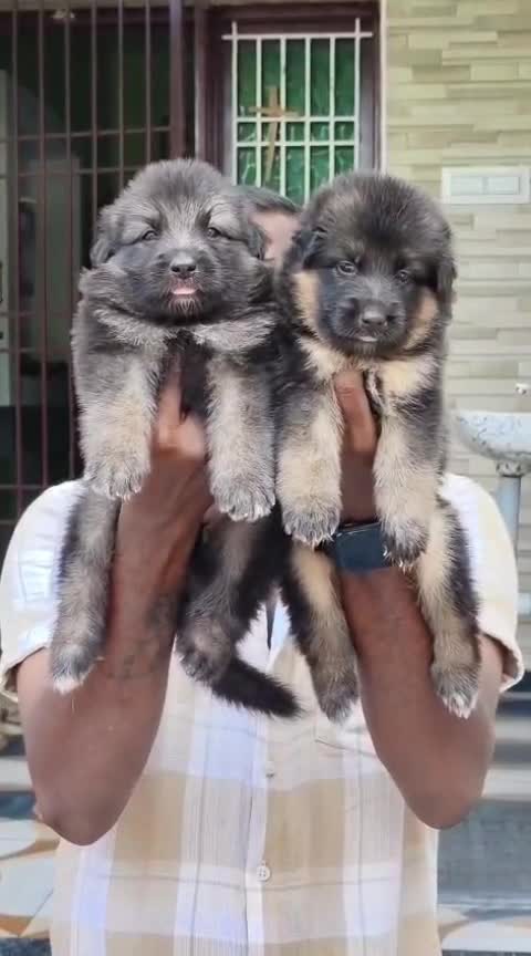 German Shepherd Puppy, farm video