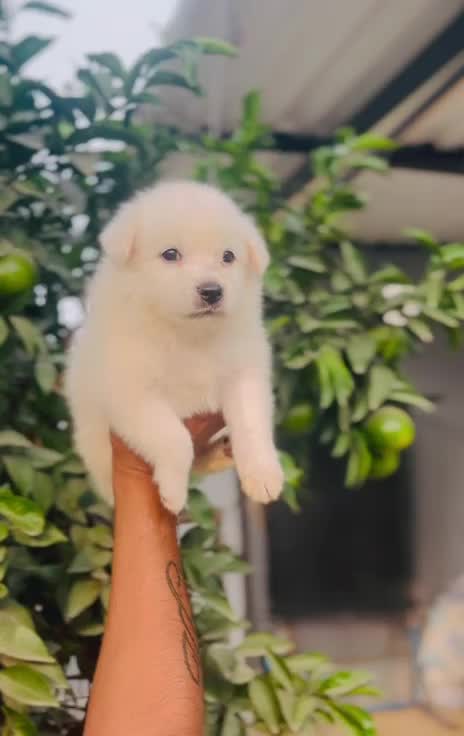 Culture Pom Puppy | Orange Color, farm video