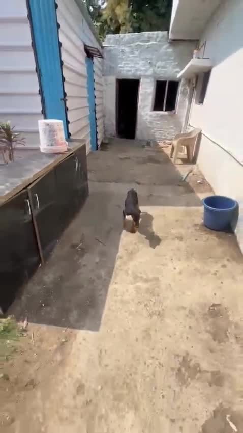 Doberman Pinscher Puppy, farm video