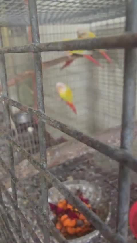 Sun Cheek Conure, farm video