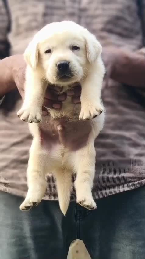 Beagle Black & Tan Puppy, farm video