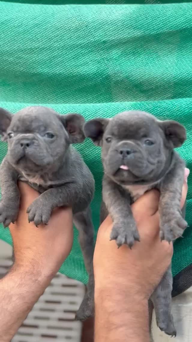 French Mastiff Puppy, farm video