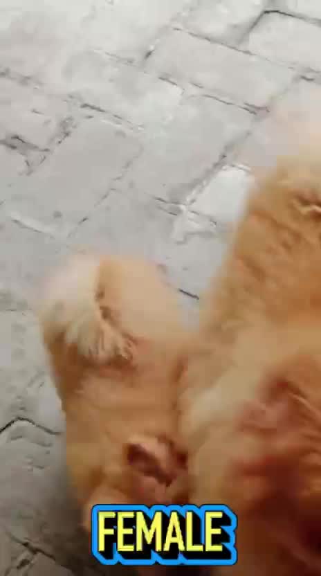 Pomeranian Puppy, farm video