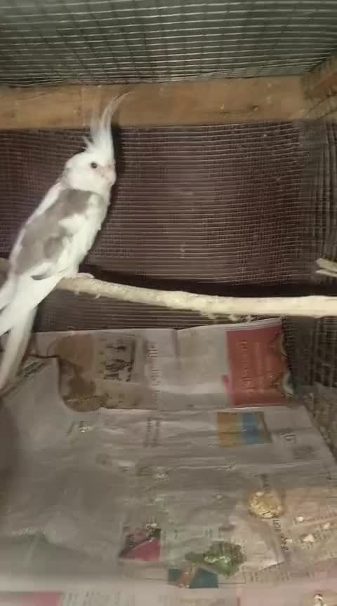 Cockatiel, farm video