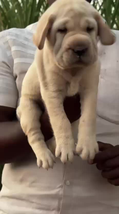 Beagle Black & Tan Puppy, farm video