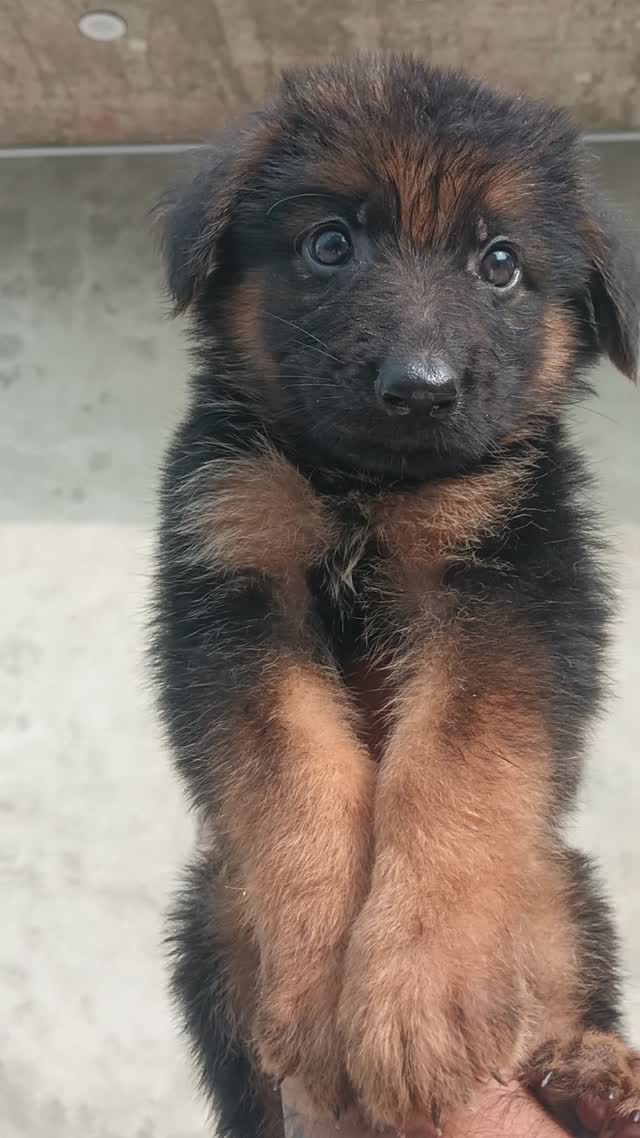 German Shepherd Puppy, farm video